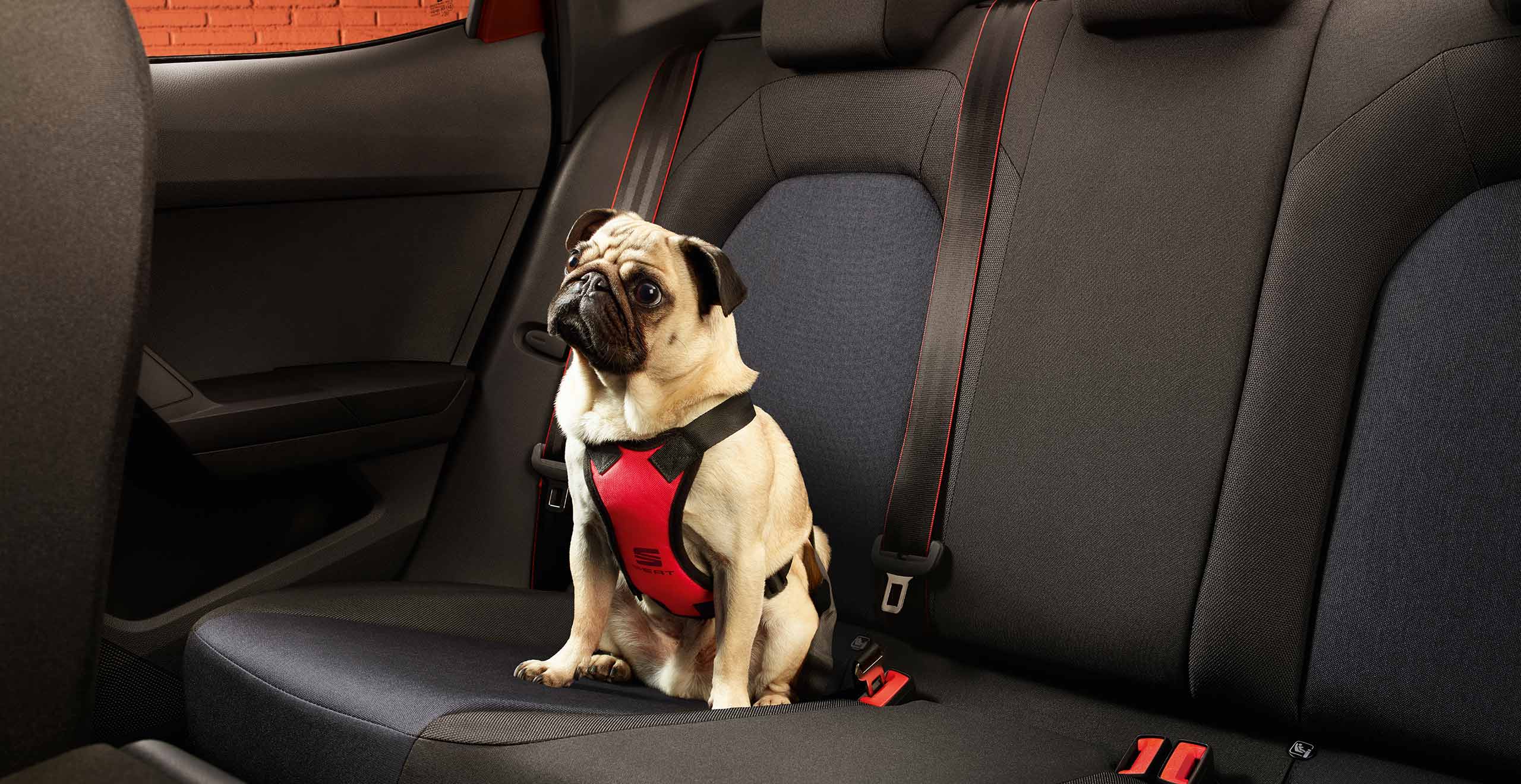 Dog sitting in SEAT Ibiza back seat with a dog harness 